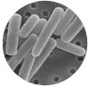 Lactobacillus bulgaricus