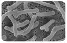 B. infantis R-0033